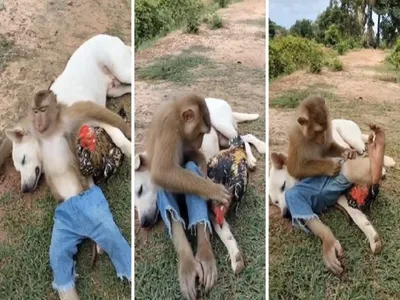 viral video  અમે આ દોસ્તી નહીં છોડીએ  વાંદરો  કૂતરો અને મરઘી વચ્ચેની અનોખી મિત્રતા