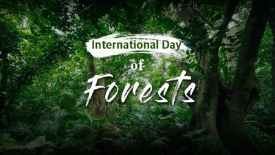 international day of forests 2024 આંતરરાષ્ટ્રીય વન દિવસ 2024 પર  જાણો આ દિવસનો ઈતિહાસ અને મહત્વ 
