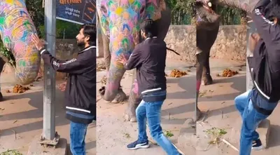 viral video   હાથીની નજીક જવું પડ્યું મોંઘું   તેને ઉપાડીને તેની થડ પર ફેંકી દીધો